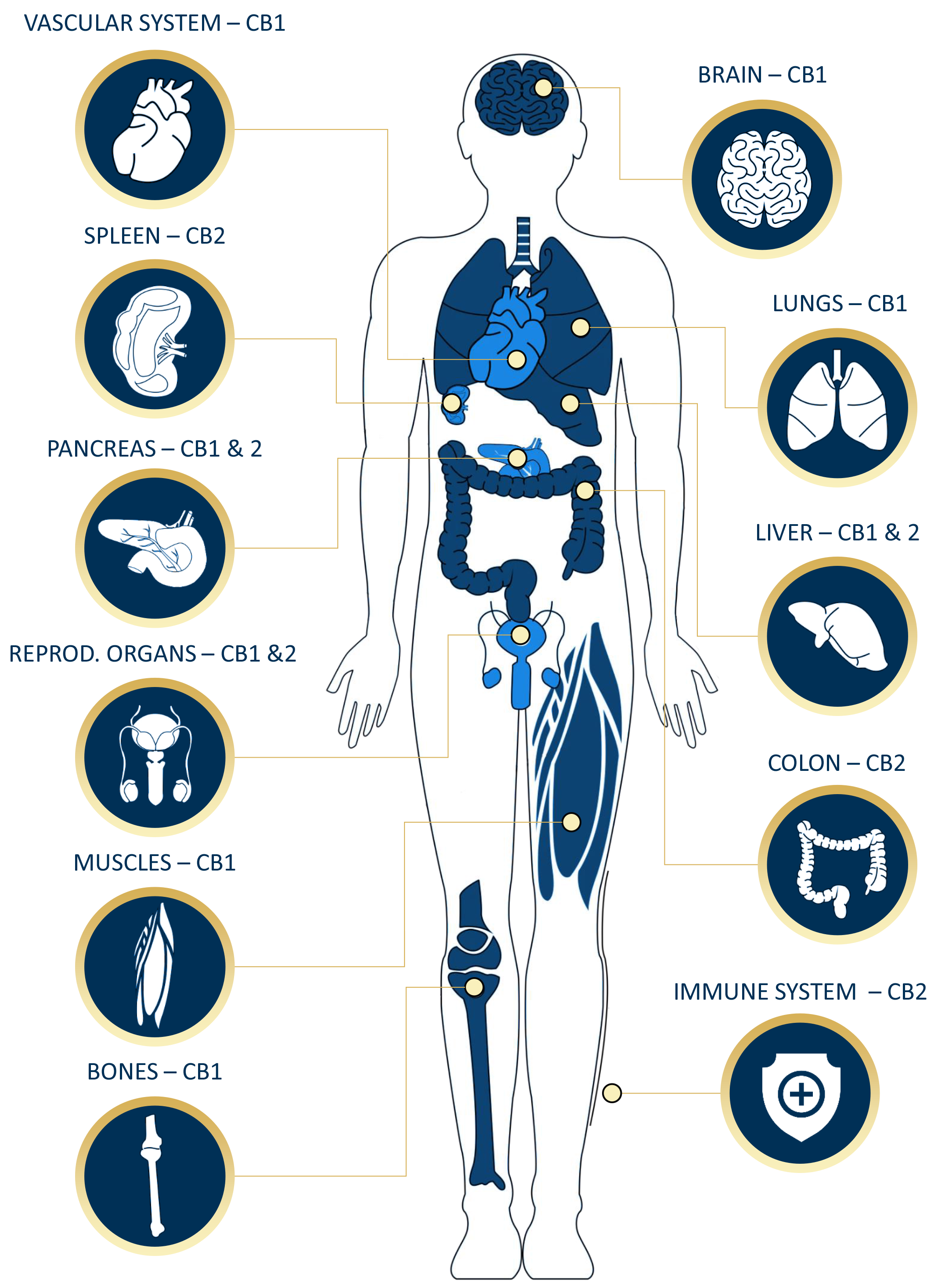 endo-system endo-system